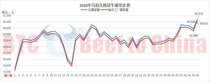 乌拉圭活牛周屠宰量创年内新高 17家输华工厂均实现环比增长