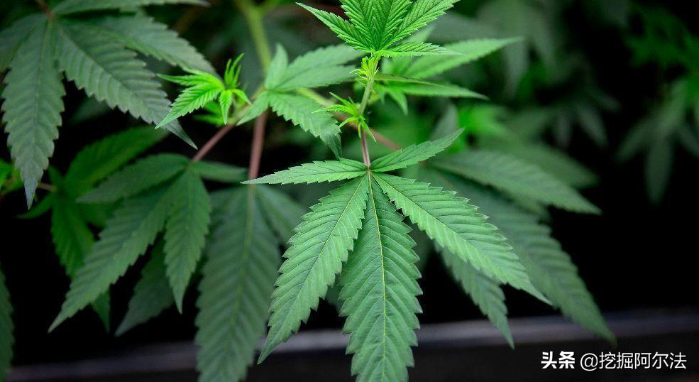 美股特色：投资大麻概念股入门指南及概念股分析