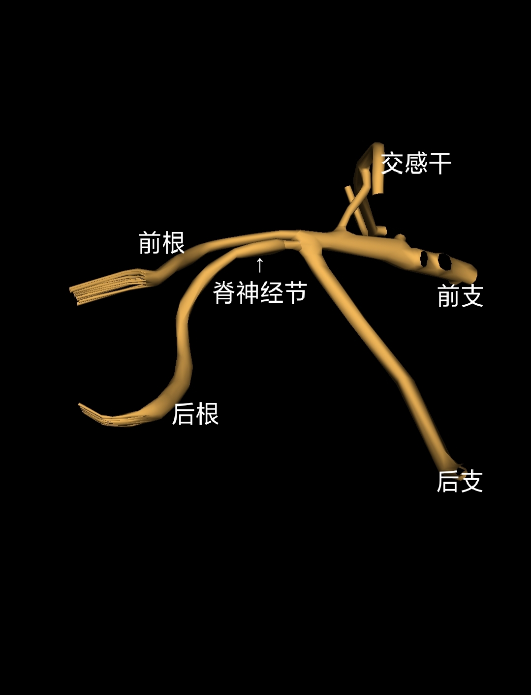 图文并茂的“颈部神经“解剖详解