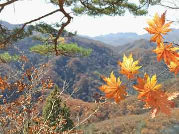 秋冬抢好时节种虎杖，种前先签收购合同！亩产20000斤，一斤卖1块多